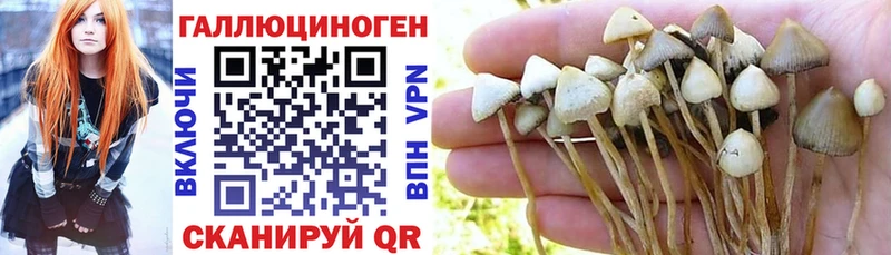 Купить  Старая Русса  Псилоцибиновые грибы Magic Shrooms 